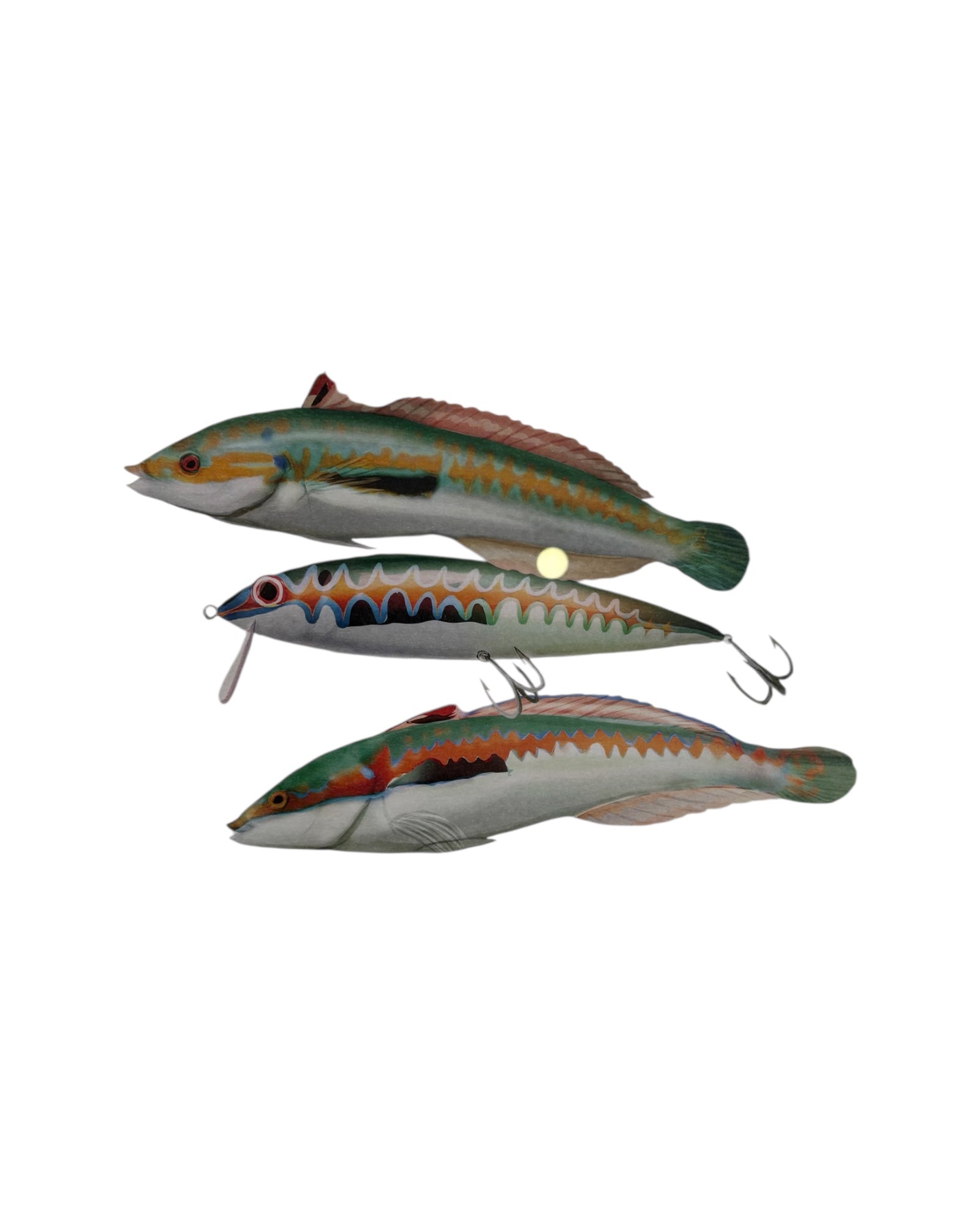 Atalante || Fishing Club Antibes - Girelle Atalante Store
